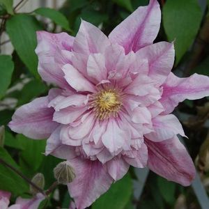 Meet your Posher, Bev